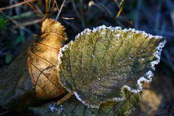 Фотография к новости: Заморозки ожидают в восьми областях Казахстана