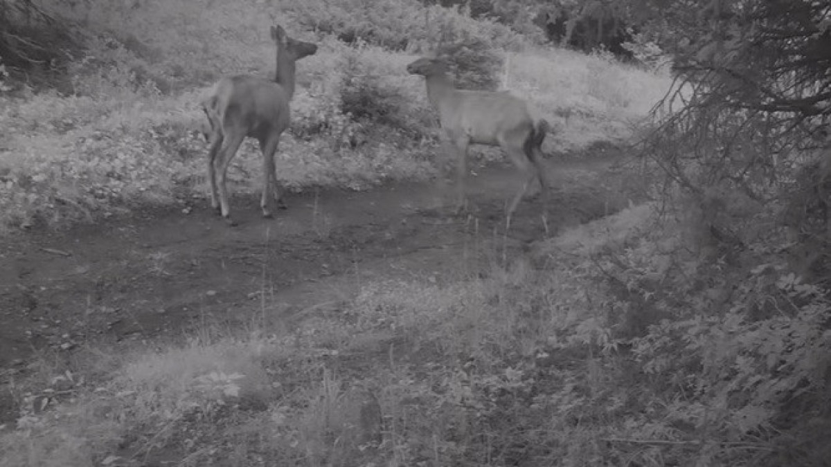 скриншот из видео