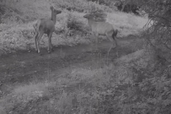 Фотография к новости: Маралы попали в фотоловушку в Алматинской области