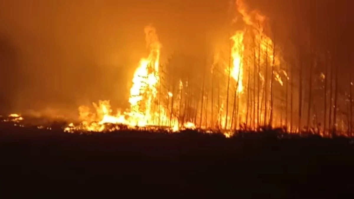Пожары в Костанайской области: арестован глава лесхоза