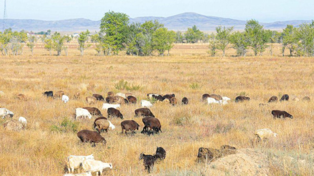 пресс-службы AMANAT