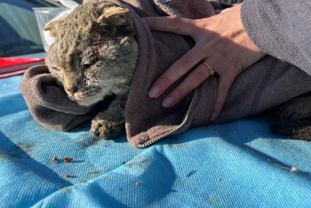 Зооволонтёры просят помощи. Как спасали животных от пожара в Костанайской области