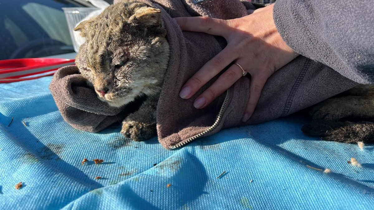 Зооволонтёры просят помощи. Как спасали животных от пожара в Костанайской области