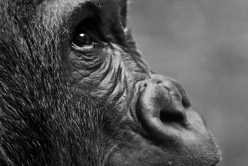 Оспа обезьян добралась до материковой части Китая