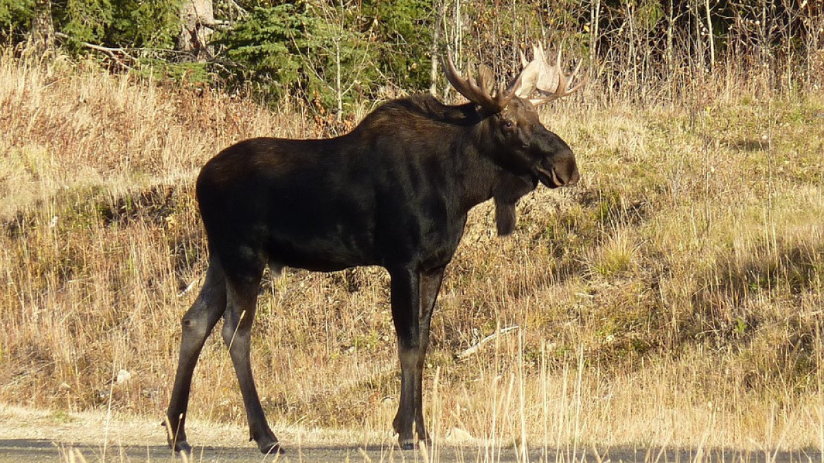 иллюстративное/pixabay.com