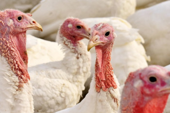 Фотография к новости: Субсидировать производство индюшатины предложили Минсельхозу