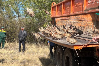 Фотография к новости: Зеленый пояс Астаны пополнился ещё 550 фазанами