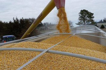 Фотография к новости: Экспорт и цены на зерно растут, виды на урожай хорошие - статистики