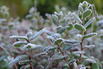 Фотография к новости: Заморозки в трёх областях Казахстана прогнозируют синоптики