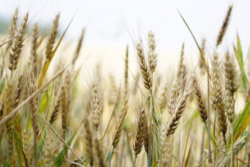 Фотография к новости: Вывести продовольствие и удобрения из-под санкций предложил Токаев