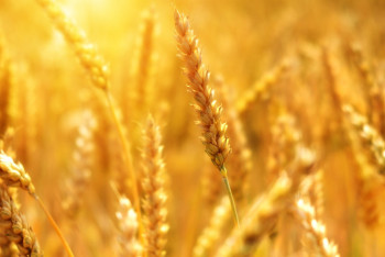 Казахстан будет поставлять зерно Пакистану и Ирану