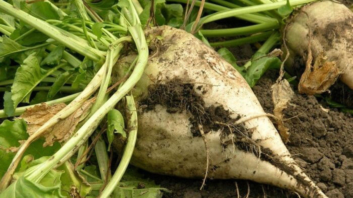 сельхозпортал.рф