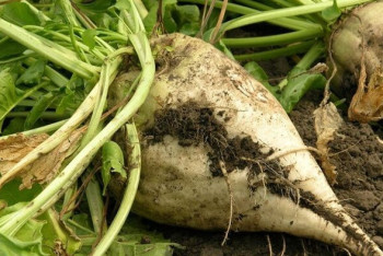 Фотография к новости: Выращивание сахарной свеклы будет просубсидировано на 11,5 миллиарда тенге - Минсельхоз