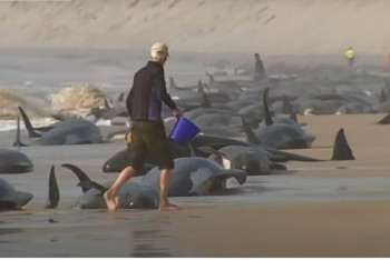 Фотография к новости: Ошибка навигации: Учёные выясняют, почему 230  китов выбросились на берег в Тасмании