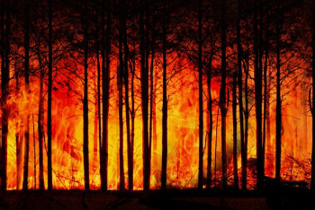 Фотография к новости: Казахстан в огне: за год в стране зафиксировали более пяти тысяч лесных пожаров