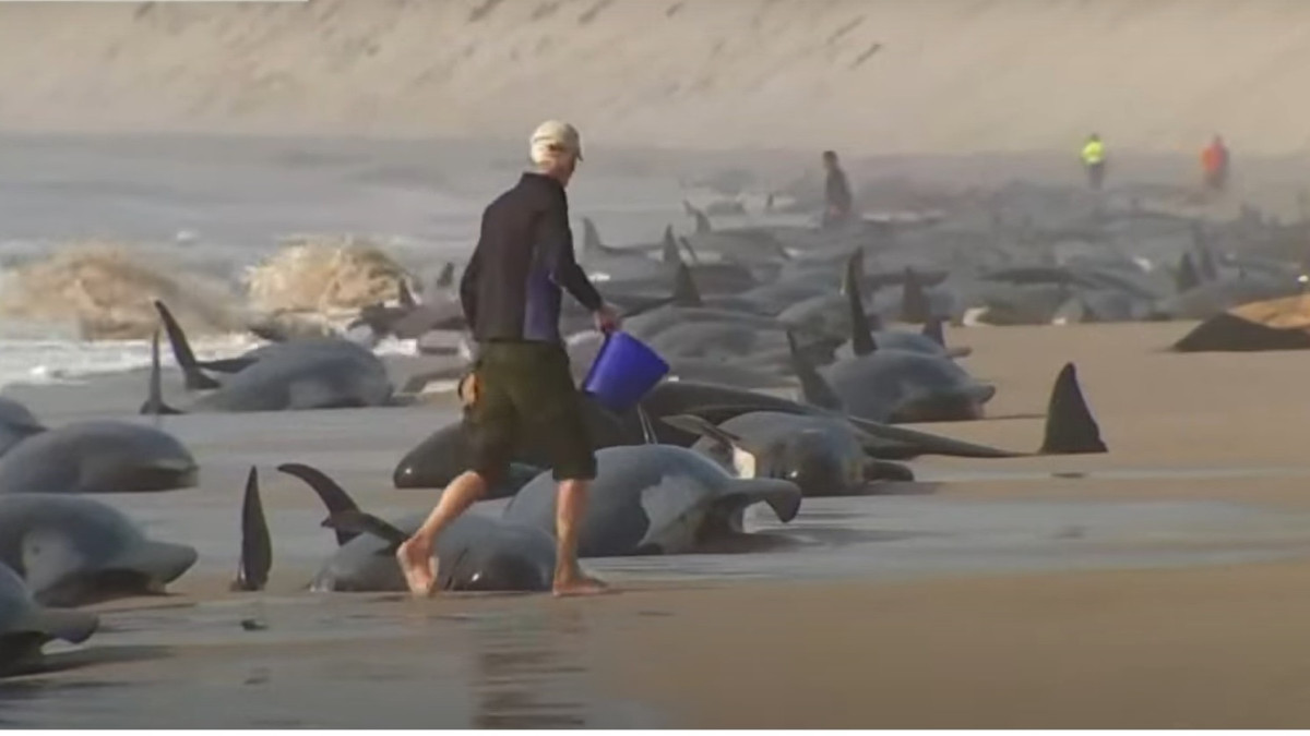 Кадр из видео euronews.com