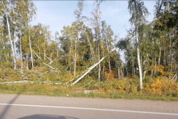 Фотография к новости: На окраине Петропавловска вырубили лес для строительства мотеля