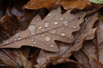 Фотография к новости: Похолодание и дожди прогнозируют синоптики в ближайшие дни в Казахстане