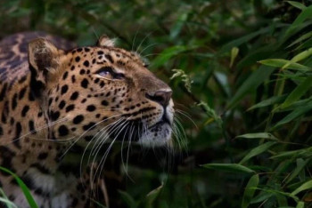 Фотография к новости: Некторые животные вымрут к 2050 году  — учёные