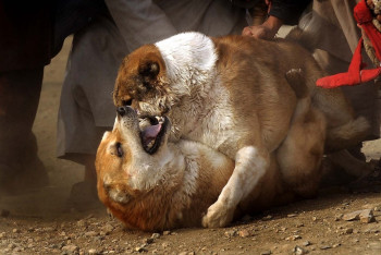 Фотография к новости: Жестокие собачьи бои устраивал житель Талдыкоргана