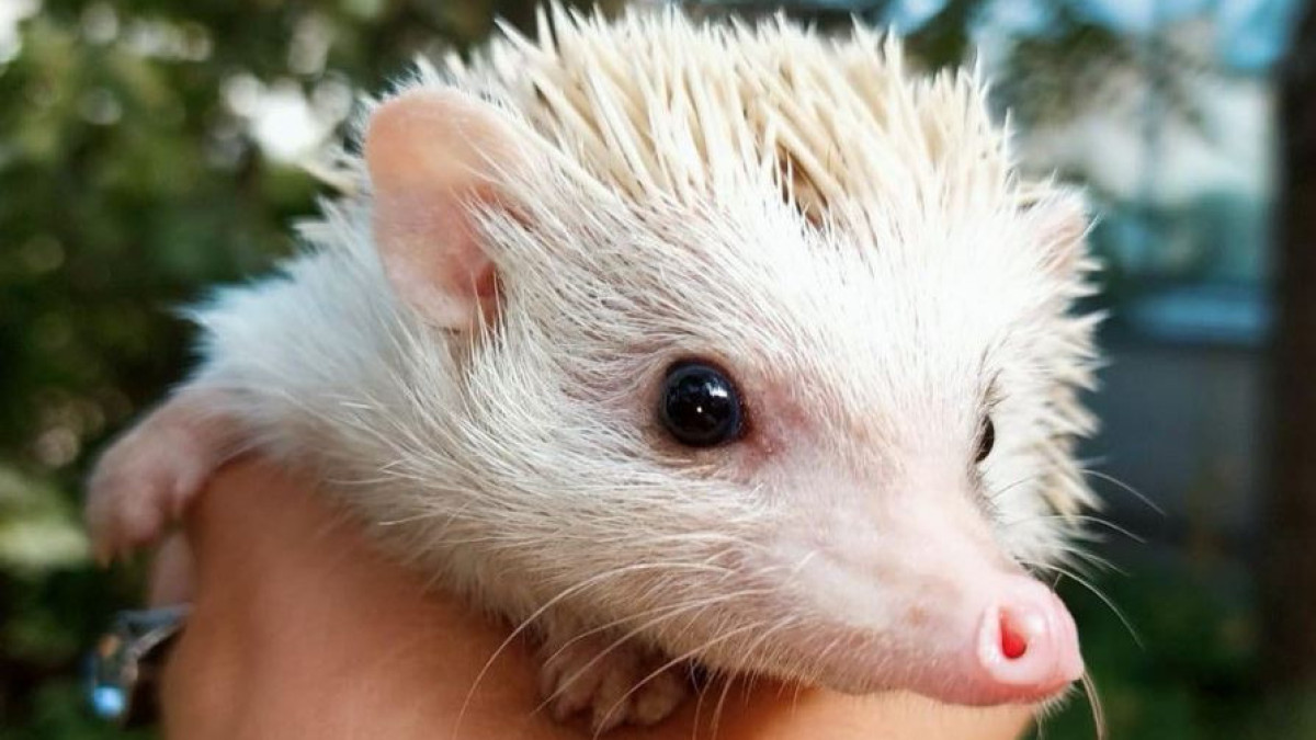 instagram/botanical.garden.sko