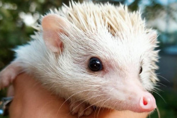 Фотография к новости: Удивительный ёжик-альбинос поселился в ботаническом саду Петропавловска