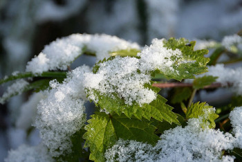 Фотография к новости: Снег и дождь обещают 26 сентября на севере Казахстана