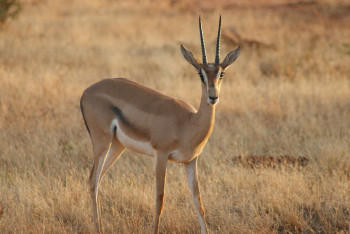 Фотография к новости: Охрана краснокнижных животных в Казахстане не приводит к улучшению ситуации - эксперты