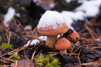 Фотография к новости: Снег обещают синоптики в двух областях Казахстана 27 сентября