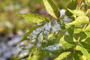 Фотография к новости: На севере Казахстана выпал первый снег