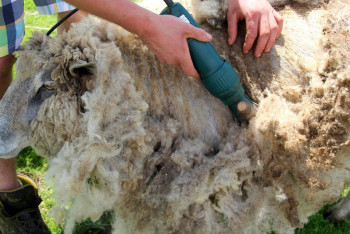 Фотография к новости: Дома в Актобе будут утеплять стройматериалом из овечьей шерсти