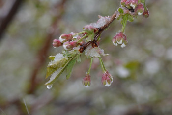 Фотография к новости: Казахстанцев предупредили о 10-градусных морозах
