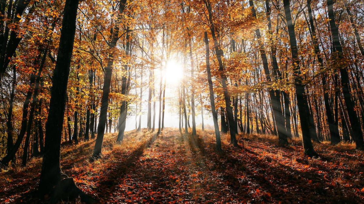 pexels.com/Valiphotos