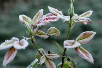 Фотография к новости: Заморозки ожидаются в южных регионах Казахстана