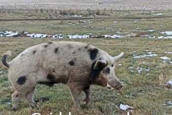Фотография к новости: Жителя Восточно-Казахстанской области искусал кабан