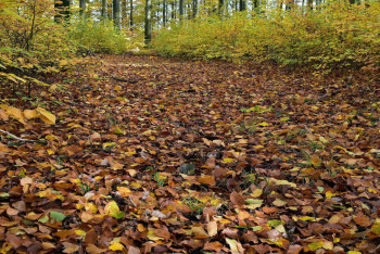 Фотография к новости: Саженцы засохли: павлодарские экологи возмущены посадкой деревьев