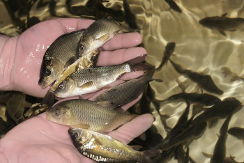 Фотография к новости: "Расти, рыбка!" 200 тысяч сеголеток выпустят в реку Есиль в столице