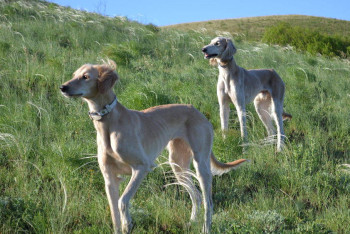 Фотография к новости: Для сохранения пород собак тазы и тобет в РК примут отдельный закон