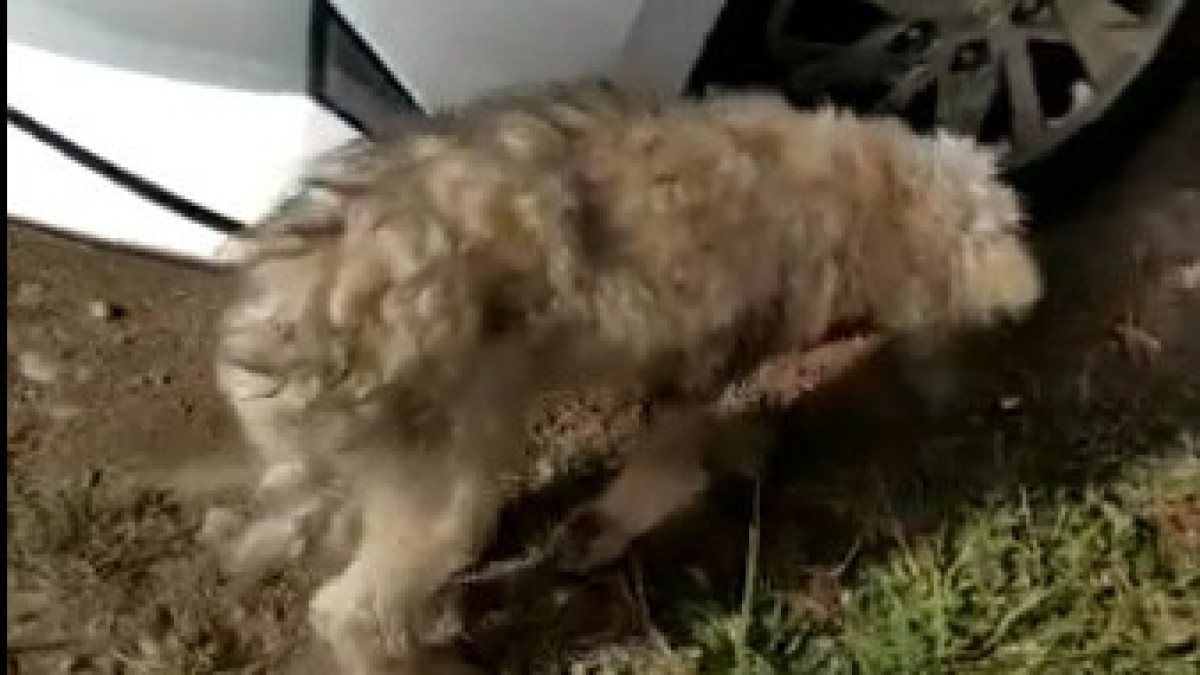 Полицейские спасли сбитого на дороге щенка в Алматинской области