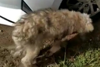 Фотография к новости: Полицейские спасли сбитого на дороге щенка в Алматинской области