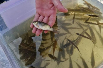 Фотография к новости: Маленьких белых амуров и карпов выпустили в Есиль в Астане