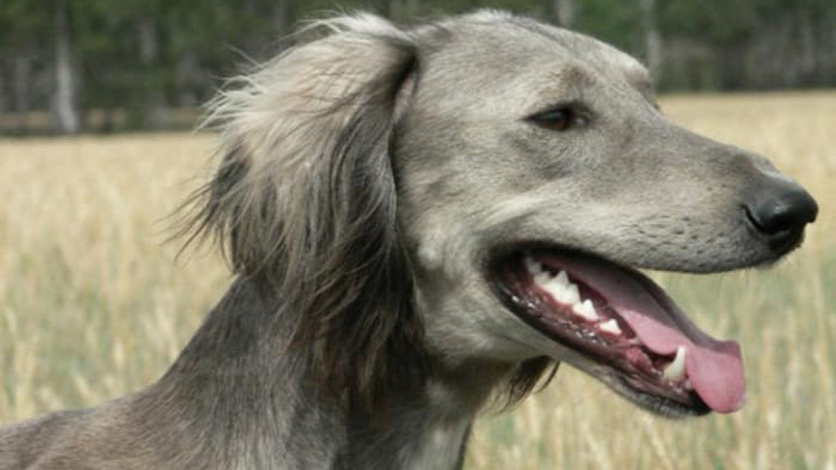 facebook.com/astanavetservice01