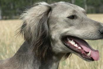 Фотография к новости: В Казахстане выбрали лучшую собаку породы тазы