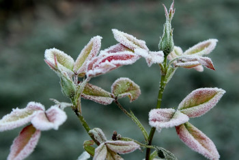 Фотография к новости: О заморозках предупредили синоптики жителей южного региона Казахстана