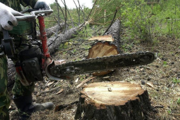 Фотография к новости: В Бурабае вырубают сосны. Экоактивисты бьют тревогу