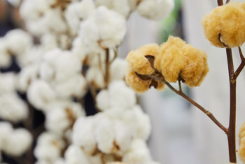 Крупнейшая выставка растениеводства и животноводства проходит в Астане