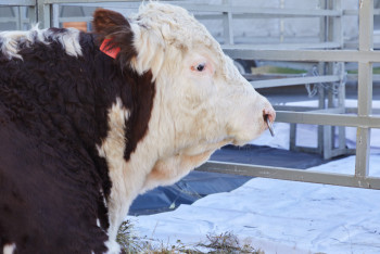 В столице впервые состоялся аукцион семени быков