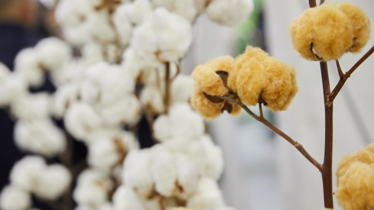 BaigeNews.kz/ Газиз Шакиров