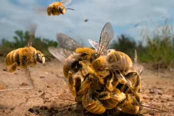 Фотография к новости: "Большой ажиотаж": фото-победитель конкурса BBC потребовало нескольких недель съемок