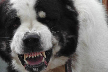 Фотография к новости: Агрессивного алабая два часа ловили акмолинские полицейские